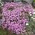 Gypsophila repens 'Rosea'