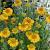 Helenium aut. 'Pumilum Magnificum'