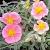 Helianthemum 'Rhodanthe Carneum' (Wisley Pink)