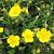 Helianthemum 'Sterntaler'