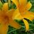 Hemerocallis 'Aten'