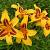 Hemerocallis 'Bonanza'