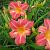 Hemerocallis 'Cherry Cheeks'