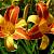 Hemerocallis 'Frans Hals'