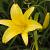 Hemerocallis 'Hyperion'