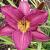 Hemerocallis 'Little Grapette'