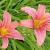 Hemerocallis 'Pink Damask'