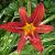 Hemerocallis 'Sammy Russell'