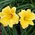 Hemerocallis 'Stella de Oro'