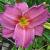 Hemerocallis 'Summer Wine'