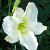 Hemerocallis 'White Temptation'