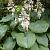 Hosta sieb. 'Elegans'