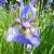 Iris sib. 'Blue King'