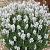 Lavandula ang. 'Arctic Snow'