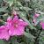 Lavatera 'Rosea'