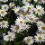 Leucanthemum (S) 'Silberprinzessche