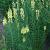 Linaria vulgaris