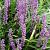 Liriope muscari