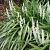 Liriope muscari 'Monroe White'