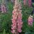 Lupinus 'The Chatelaine'