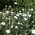 Lychnis coronaria 'Alba'