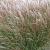 Miscanthus sin. 'Kleine Silbersp.'