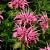 Monarda 'Croftway Pink'