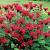 Monarda 'Gardenview Scarlet'