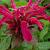 Monarda 'Mahogany'