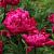 Paeonia (LD) 'Karl Rosenfield'