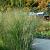 Panicum virgatum 'Cloud Nine'