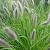 Pennisetum alop. viridescens