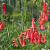 Penstemon b. 'Coccineus'