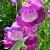 Penstemon 'Purple Passion'