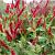 Persicaria a. 'Fat Domino'