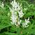 Persicaria polymorpha