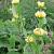 Phlomis russeliana