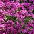 Phlox (S) 'Atropurpurea'