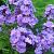 Phlox (P) 'Blue Paradise'