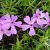 Phlox (S) 'Moerheimii'