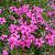 Phlox (S) 'Scarlet Flame'