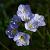 Polemonium reptans