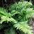 Polystichum aculeatum