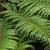 Polystichum polyblepharum