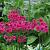 Primula japonica 'Miller's Crimson'