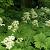 Rodgersia podophylla