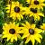 Rudbeckia fulgida fulgida