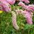 Sanguisorba 'Pink Brushes'