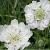 Scabiosa cauc. 'Alba'