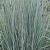 Schizachyrium sc. 'Prairie Blues'